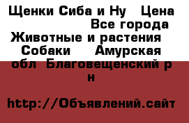 Щенки Сиба и Ну › Цена ­ 35000-85000 - Все города Животные и растения » Собаки   . Амурская обл.,Благовещенский р-н